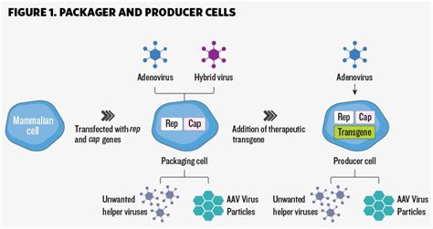 lv gene therapy manufacturing